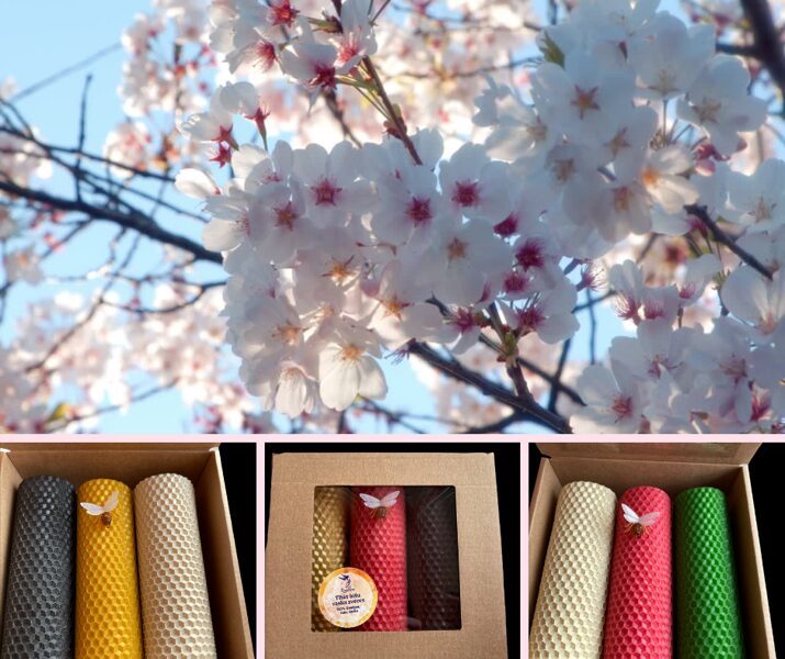 Tīto bišu vaska sveču komplekts svētkiem un ikdienai